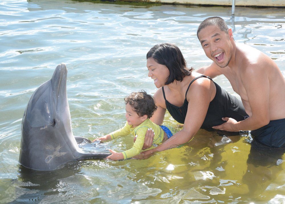 swim with dolphins at Dolphin Research Center