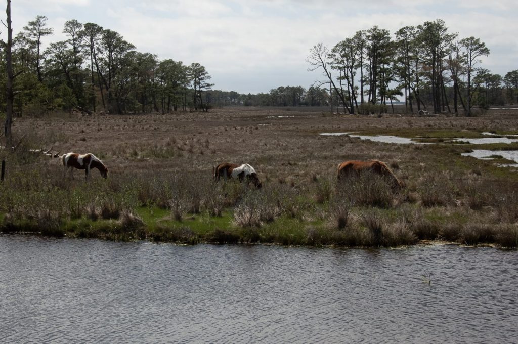 Ponies in the wild, natural beach dunes and NASA rockets all make Chincoteague a special place. 