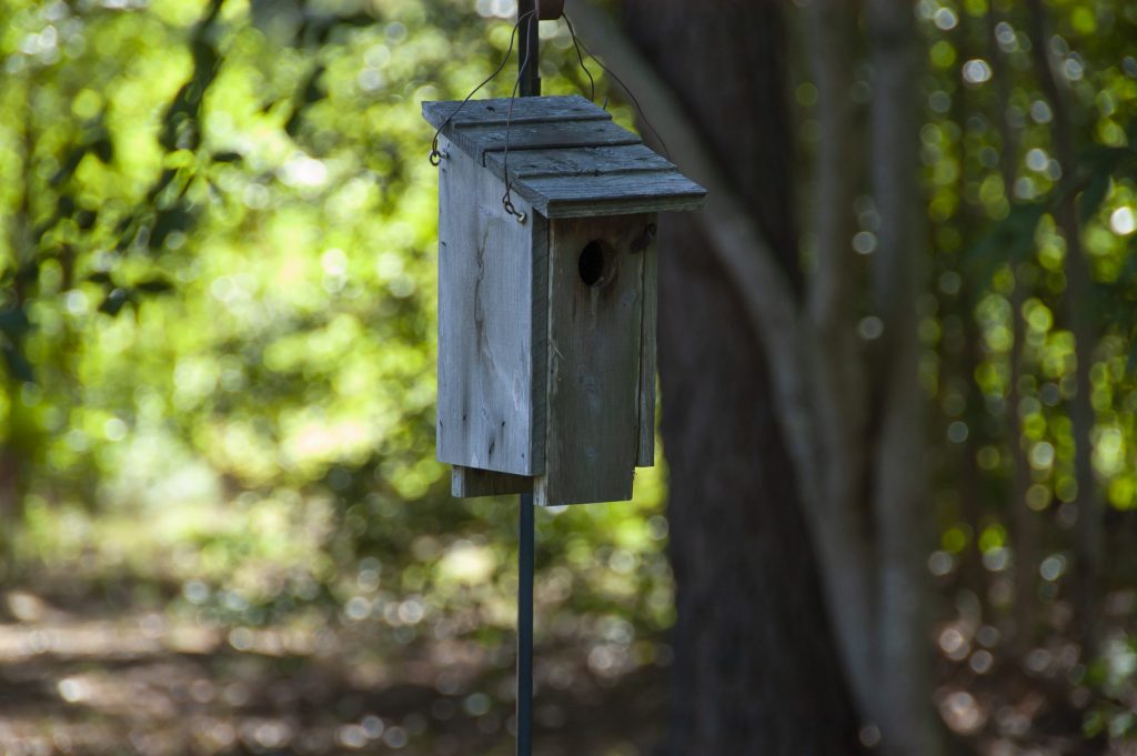 Bird food, water and a safe nesting spot brings birds to your property. 