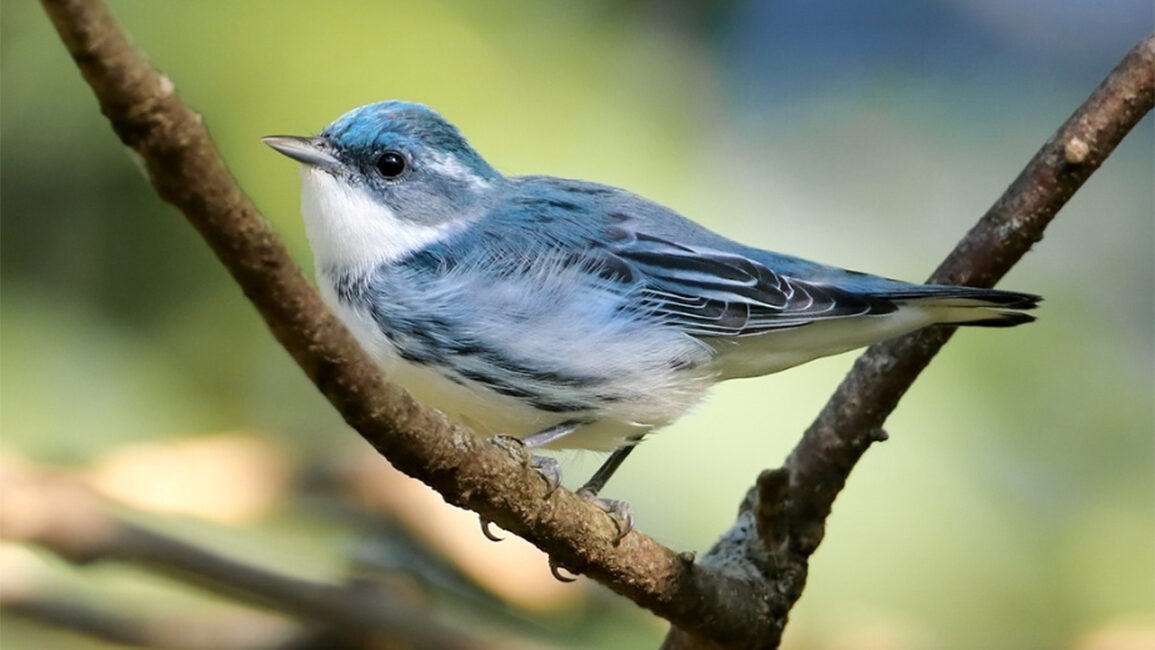 Alabama Birding