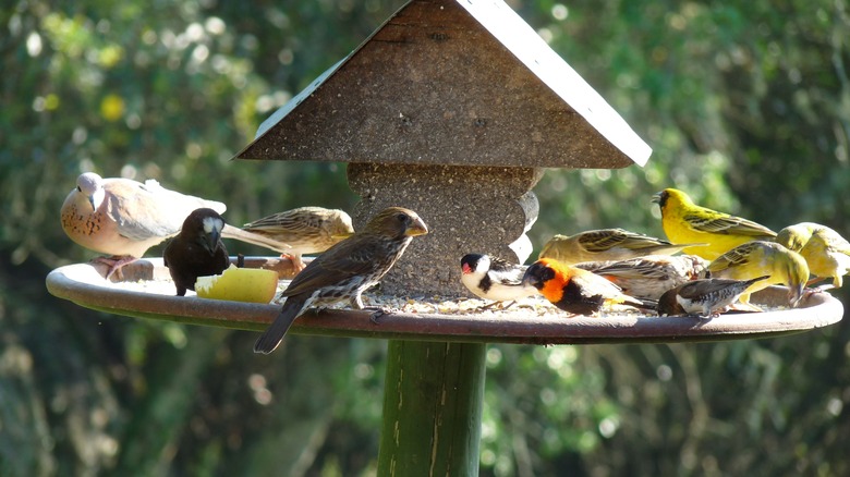 Birds,Feeding,At,A,Birdfeeder